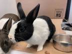 Adopt Poppy a Black Dutch / Mixed rabbit in Chicago, IL (38684156)