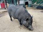 Adopt Ted a Pig (Farm) farm-type animal in Escondido, CA (36396408)