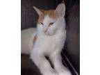 Adopt Phillip a Orange or Red Domestic Shorthair / Domestic Shorthair / Mixed