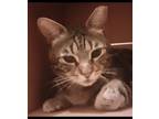 Adopt Chenier (shen'yay) a Tan or Fawn Tabby Domestic Shorthair / Mixed (short