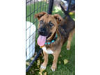 Adopt Olive a Brown/Chocolate Mixed Breed (Large) / Mixed dog in Sedona