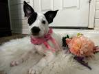 Adopt Marie a White - with Black Jack Russell Terrier / Terrier (Unknown Type