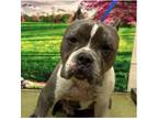 Adopt Needs foster or adopter a Gray/Silver/Salt & Pepper - with White Pit Bull