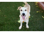 Adopt Murphy a Tan/Yellow/Fawn Mixed Breed (Large) / Mixed dog in Sedona