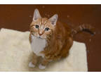 Adopt Mellow a Orange or Red Domestic Shorthair / Domestic Shorthair / Mixed cat