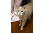 Adopt Nicky a Cream or Ivory Domestic Shorthair / Domestic Shorthair / Mixed cat