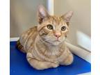 Adopt George a Orange or Red Domestic Shorthair / Domestic Shorthair / Mixed cat