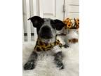 Adopt Lucy a White - with Black Jack Russell Terrier / Terrier (Unknown Type