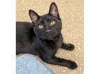 Adopt Wasabi a All Black Domestic Shorthair / Domestic Shorthair / Mixed cat in