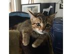 Adopt Tammy a Brown or Chocolate Domestic Shorthair / Mixed cat in Chattanooga