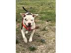 Adopt Skyler a White - with Brown or Chocolate American Pit Bull Terrier / Mixed