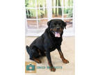 Adopt Polo a Black Rottweiler / Mixed dog in Fallston, MD (38823957)