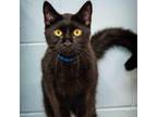Adopt Lewis a All Black Domestic Shorthair / Mixed cat in Leesburg