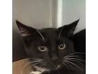 Adopt Mandarin a All Black Domestic Shorthair / Mixed cat in Martinsville