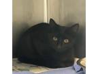 Adopt Latin a All Black Domestic Shorthair / Mixed cat in Martinsville