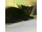 Adopt Arabic a All Black Domestic Shorthair / Mixed cat in Martinsville