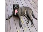 Adopt Loki a Black - with Tan, Yellow or Fawn Cane Corso / Mixed dog in