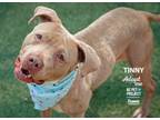 Adopt Tinny a Pit Bull Terrier, Mixed Breed