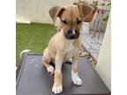 Adopt Peoria Pup - Fulton a Basenji, Terrier