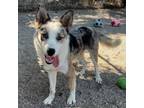 Adopt Chuckie a Gray/Blue/Silver/Salt & Pepper Australian Shepherd / Mixed dog