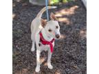 Adopt Peoria - (Medical) a Basenji, Terrier