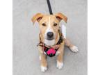 Adopt Peoria Pup - Stark a Basenji, Terrier