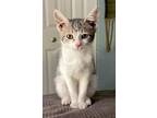 Adopt Narnia a Gray or Blue Domestic Shorthair / Domestic Shorthair / Mixed cat