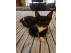 Adopt Mouse a Black & White or Tuxedo Domestic Shorthair / Mixed (short coat)