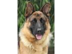 Adopt Oscar von Osterbruch a Black - with Tan, Yellow or Fawn German Shepherd