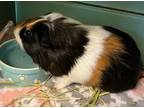 Adopt Captain America a Black Guinea Pig / Guinea Pig / Mixed small animal in