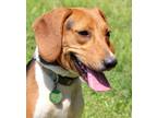 Adopt Darla a Tricolor (Tan/Brown & Black & White) Beagle / Mixed Breed (Medium)