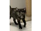Adopt Zendaya23 a Tortoiseshell Domestic Shorthair (short coat) cat in