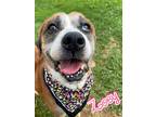 Adopt Zoey a Tan/Yellow/Fawn German Shepherd Dog / Boxer / Mixed dog in