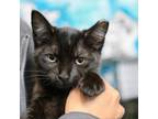 Adopt Melbourne a All Black Domestic Shorthair / Mixed cat in Redwood City