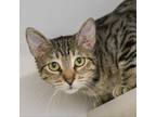 Adopt Skipper (brown collar) a Brown or Chocolate Domestic Shorthair / Mixed cat