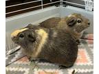 Adopt Rocky a Brown or Chocolate Guinea Pig / Mixed small animal in Chesapeake
