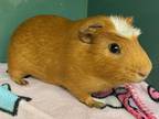 Adopt Lil Man a Tan or Beige Guinea Pig / Guinea Pig / Mixed small animal in
