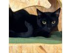 Adopt Rocky Road - Chino Hills Location a Domestic Short Hair, Bombay