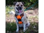 Adopt Carley - Claremont Location a Pug, Beagle