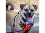 Adopt Carley - Claremont Location a Pug, Beagle
