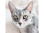 Adopt Cinderelly (Cindy) a Gray, Blue or Silver Tabby Domestic Shorthair cat in