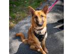 Adopt Mila (C000-080) - Claremont Location a German Shepherd Dog