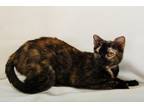 Adopt Adara a All Black Domestic Shorthair / Domestic Shorthair / Mixed cat in
