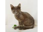 Adopt Bandit a Gray or Blue Domestic Shorthair / Domestic Shorthair / Mixed cat