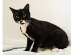 Adopt Mr. T a All Black Domestic Shorthair / Domestic Shorthair / Mixed cat in