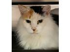 Adopt Calypso a White Domestic Longhair / Domestic Shorthair / Mixed cat in