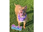 Adopt Suki a Brindle American Pit Bull Terrier / Mixed Breed (Medium) / Mixed