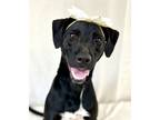 Adopt Nora a Black Labrador Retriever / Mixed dog in Picayune, MS (32762470)