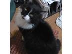 Adopt KK a Black & White or Tuxedo Domestic Longhair / Mixed (long coat) cat in