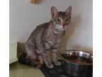 Adopt Shayla a Gray or Blue Domestic Shorthair / Domestic Shorthair / Mixed cat